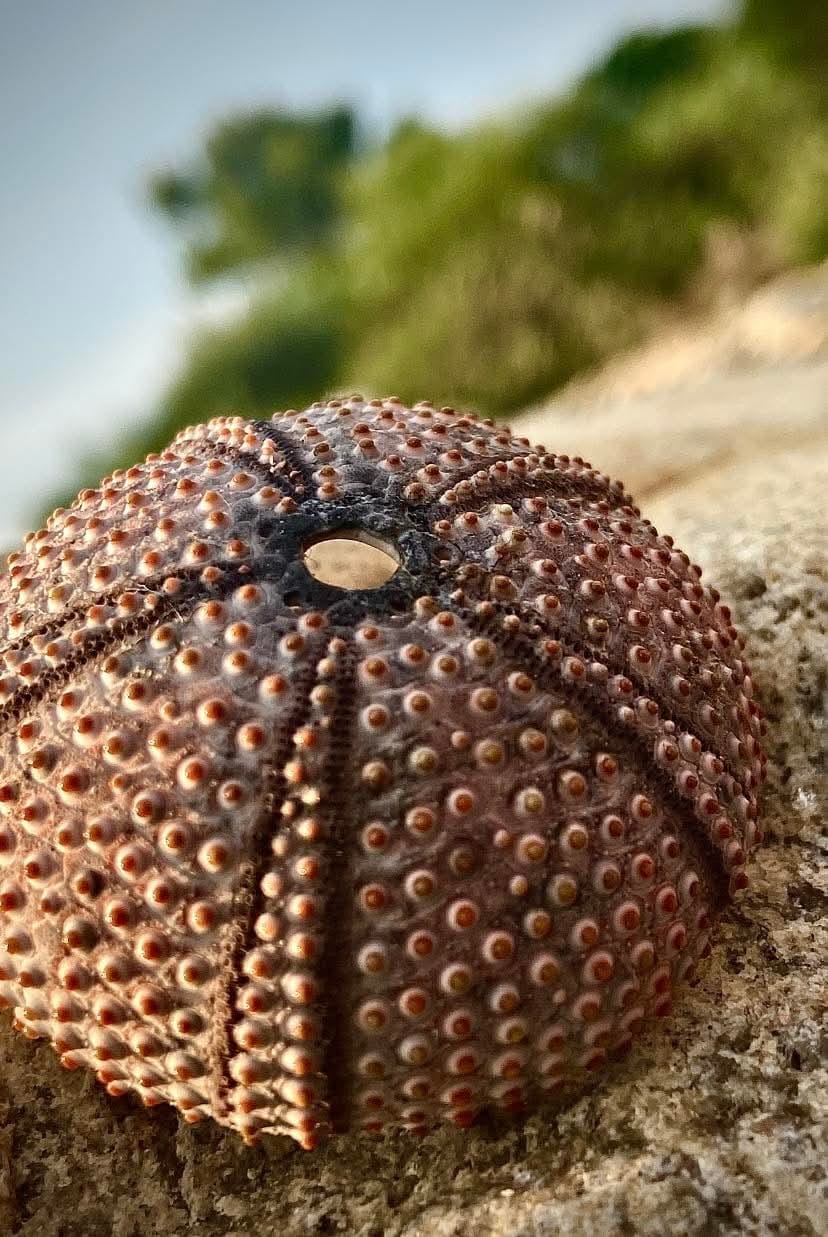 Guscio di riccio di mare