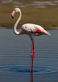 Fenicottero rosa in una laguna